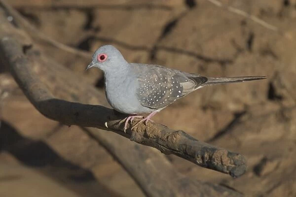 Diamond Dove Near Lajamanu, an aboriginal settlement on the northern edge of the Tanami Desert, Northern Territory, Australia. Inhabits drier regions of Australia, grasslands with scattered trees, mulga, spinifex