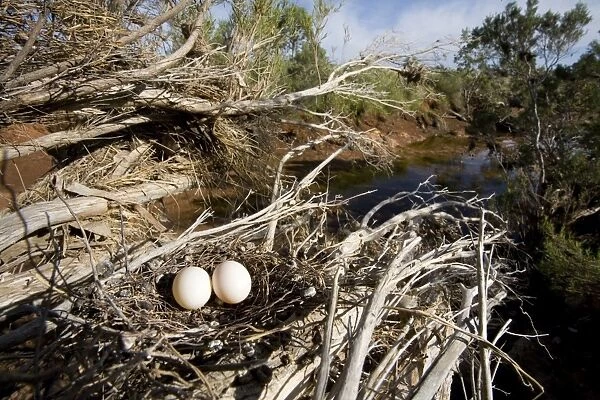 Diamond Dove - nest showing surrounding habitat