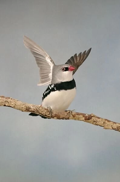 Diamond Firetail - On branch wings open front view, captive cage bird Bedfordshire, UK