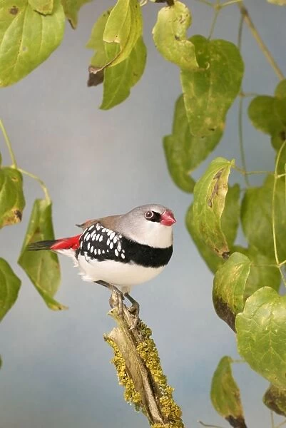 Diamond Firetail - In creepers side view, captive cage bird Bedfordshire, UK