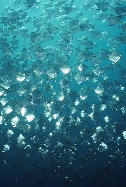 Diamond Fish South West Pacific, Papua New Guinea