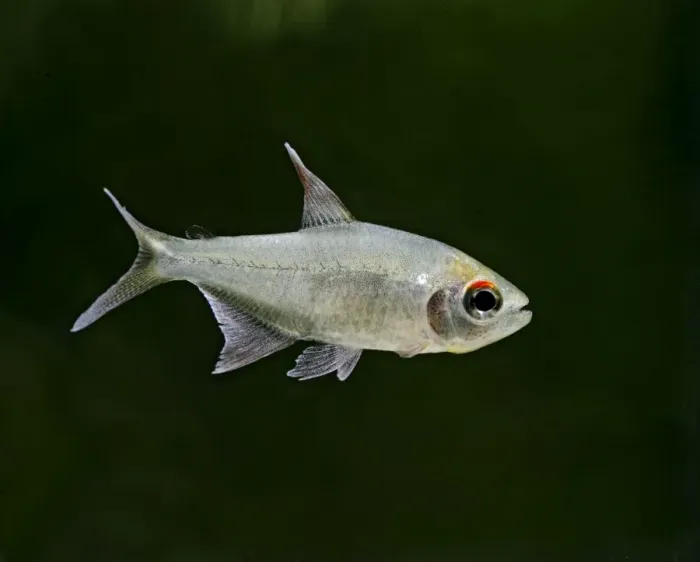 Framed Print : Diamond Tetra / Pittiers tetra – side view, tropical freshwater Venezuela 002904 Framed Print : Diamond Tetra / Pittiers tetra – side view, tropical freshwater Venezuela 002904