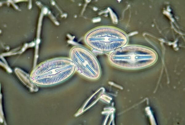 Diatoms - from marine plankton sample - Hong Kong harbour