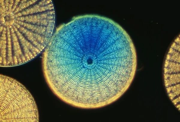 Diatoms SPH 523 From marine plankton sample. Santa Anna, California USA. © Steve Hopkin  /  ARDEA LONDON