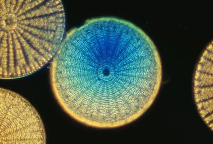 Framed Print : Diatoms SPH 523 From marine plankton sample. Santa Anna, California USA. © Steve Hopkin / ARDEA LONDON Framed Print : Diatoms SPH 523 From marine plankton sample. Santa Anna, California USA. © Steve Hopkin / ARDEA LONDON