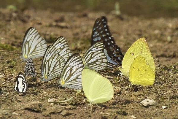 Different butterflies sucking on ground - Pieridae, Papilionidae, Lycaenidae Kheaun Sri Nakarin N. P. Thailand