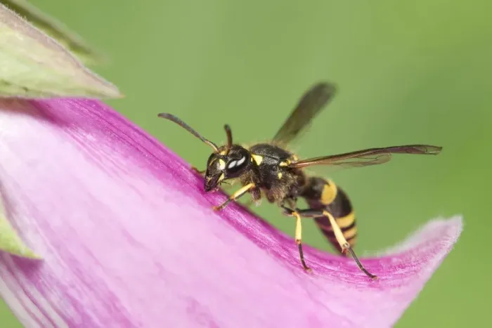 Framed Print : Digger Wasp - resting on Foxglove flower Norfolk UK Framed Print : Digger Wasp - resting on Foxglove flower Norfolk UK