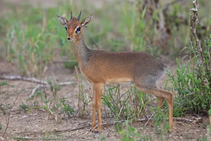 Framed Print : Dik-dik / Dikdik - Tarangire National Park - Tanzania Framed Print : Dik-dik / Dikdik - Tarangire National Park - Tanzania