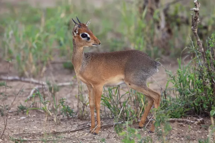 Framed Print : Dik-dik - Tarangire NP - Tanzania Framed Print : Dik-dik - Tarangire NP - Tanzania