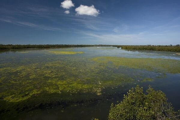 Ding Darling Nature Reserve, Sanibel Island, Florida, USA. Coastal lagoon with algae. Bird-rich area