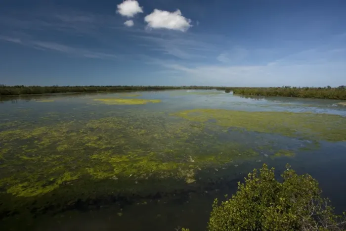 Framed Print : Ding Darling Nature Reserve, Sanibel Island, Florida, USA. Coastal lagoon with algae. Bird-rich area Framed Print : Ding Darling Nature Reserve, Sanibel Island, Florida, USA. Coastal lagoon with algae. Bird-rich area