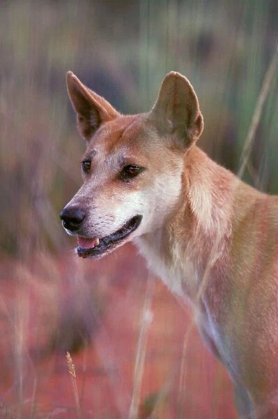 Dingo - Alert with pricked ears - Southern New South Wales - Australia JPF17320