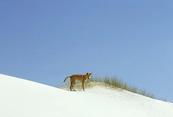 Dingo - On the beach - Nadgee Nature Reserve - far south coast New South Wales - Australia JPF17381