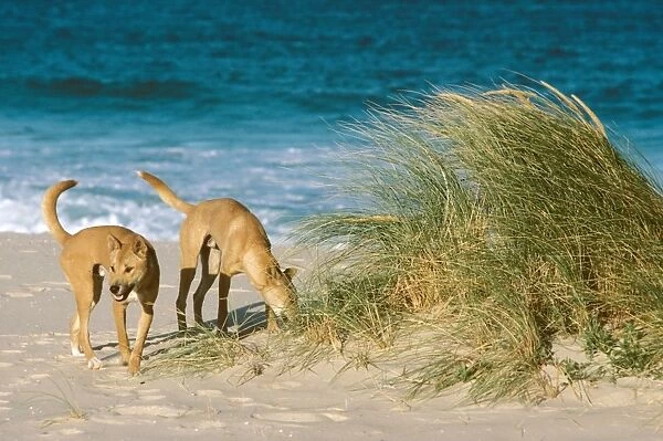 Dingo - On the beach - Nadgee Nature Reserve - far south coast New South Wales - Australia JPF17388