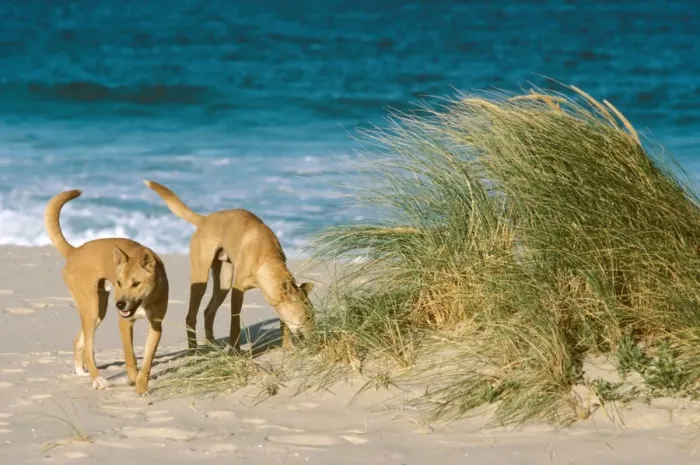 Framed Print : Dingo - On the beach - Nadgee Nature Reserve - far south coast New South Wales - Australia JPF17388 Framed Print : Dingo - On the beach - Nadgee Nature Reserve - far south coast New South Wales - Australia JPF17388