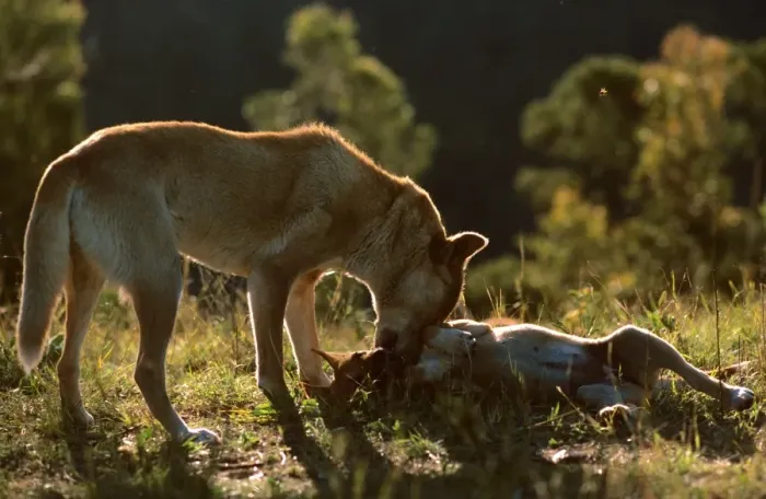 Framed Print : Dingo (Canis familiaris dingo) female with pup, Australia JPF23378