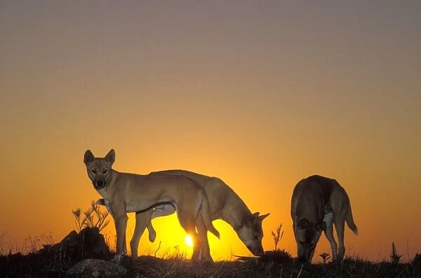 Dingo (Canis lupus dingo) three animals, silhouetted against sunset, Eastern Australia JPF26710