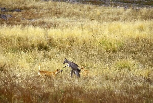 Dingo (Canis lupus dingo) attacking Eastern grey kangaroo, Southern New South Wales, Australia JPF26708