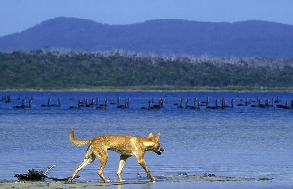 Dingo (Canis lupus dingo) eyeing Black Swans as it walks at edge of lake, Southeastern Australia JPF26717