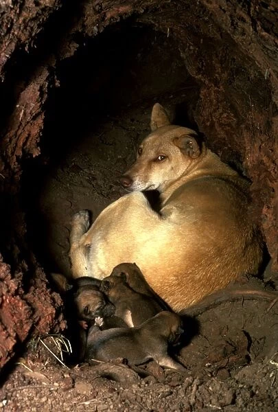 Dingo (Canis lupus dingo) female & pups in den, Southern New South Wales, Australia JPF17573