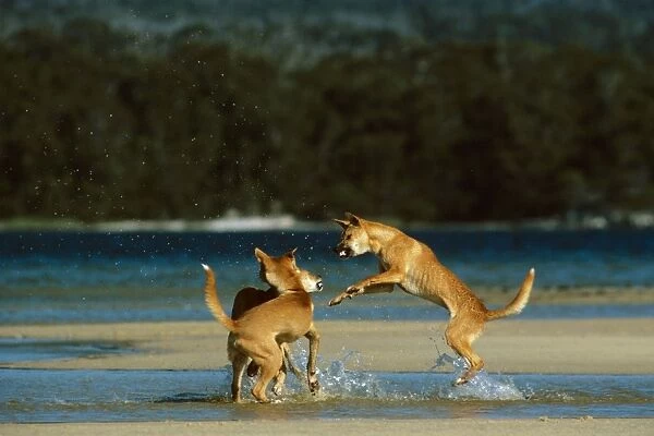 Dingo (Canis lupus dingo) three fighting at water's edge, Southeastern Australia JPF26718