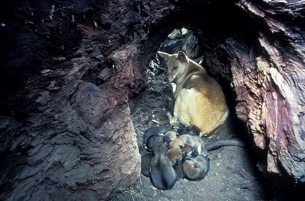 Dingo (Canis lupus dingo) mother and three-day-old pups (12 of them) inside hollow log, Southern New South Wales, Australia JPF26726