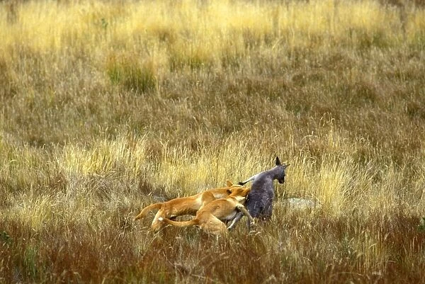 Dingo (Canis lupus dingo) pair catching an Eastern grey kangaroo Macropus giganteus, Eastern Australia JPF26722