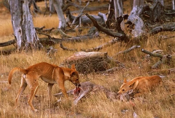 Dingo (Canis lupus dingo) pair eating freshly killed