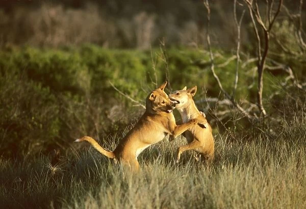 Dingo (Canis lupus dingo) pair fighting, Australia JPF23336