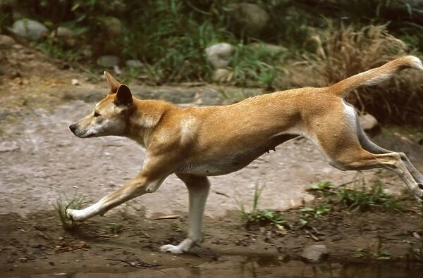 Dingo (Canis lupus dingo) running, Southern New South Wales, Australia JPF26713