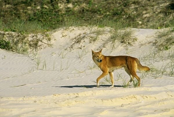 Dingo (Canis lupus dingo) single dog walking, Seventy Five Mile Beach, Great Sandy National Park, Fraser Island, Queensland, Australia JPF34682