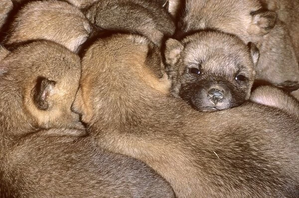 Dingo (Canis lupus dingo) three-day pups huddle together in den, Southern New South Wales, Australia JPF26712