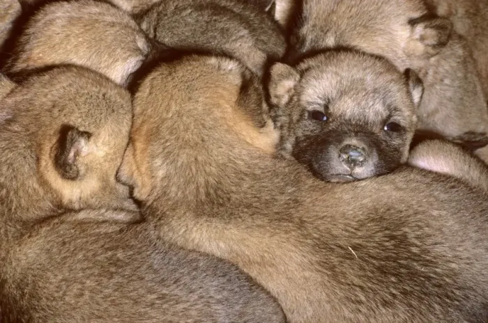 Framed Print : Dingo (Canis lupus dingo) three-day pups huddle together in den, Southern New South Wales, Australia JPF26712 Framed Print : Dingo (Canis lupus dingo) three-day pups huddle together in den, Southern New South Wales, Australia JPF26712