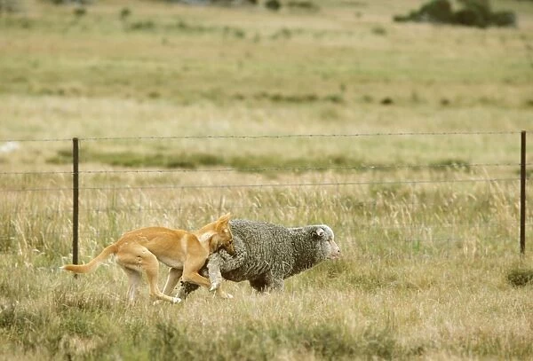 Dingo - Catching sheep - East coast - New South Wales - Australia JPF17336