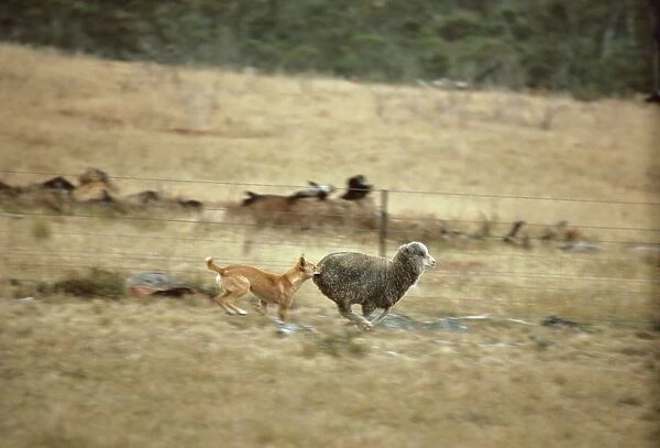 Dingo - Catching sheep - East coast - New South Wales - Australia JPF17327