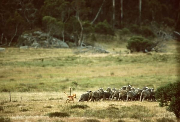 Dingo - chasing a flock of sheep, Southeastern Australia JPF23343