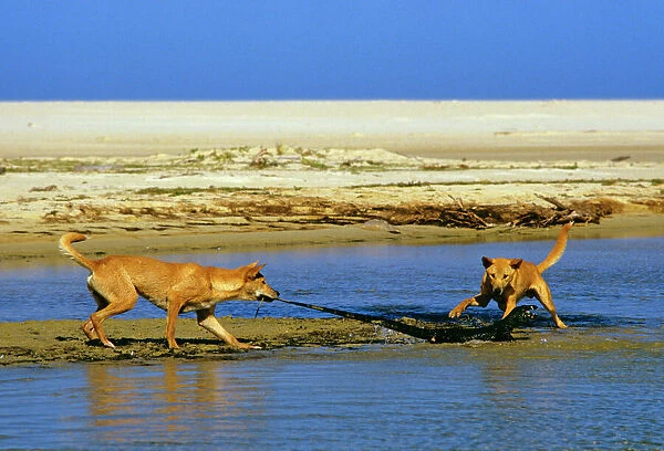 Dingo - chasing Lace Monitor Lizard (Varanus varius)