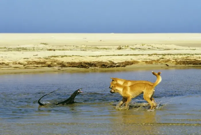Framed Print : Dingo - chasing Lace monitor, Nadgee Nature Reserve, far south coast New South Wales, Australia JPF18986 Framed Print : Dingo - chasing Lace monitor, Nadgee Nature Reserve, far south coast New South Wales, Australia JPF18986