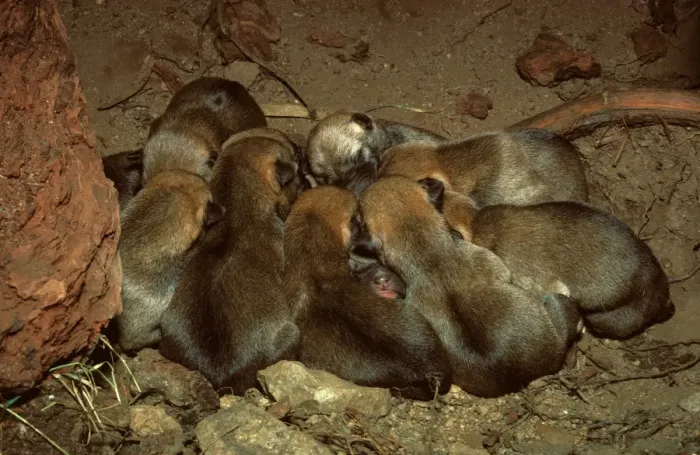 Framed Print : Dingo - three day old pups in den, New South Wales, Australia JPF17562 Framed Print : Dingo - three day old pups in den, New South Wales, Australia JPF17562
