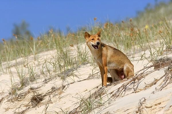 Dingo - female adult resting on a sand dune - Fraser Island World Heritage Area, Great Sandy National Park, Queensland, Australia