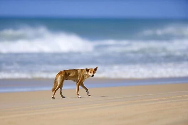 Dingo - female adult strolling along a beach on Fraser Island. The surf and the ocean are visible in the background - 75-Mile Beach, Fraser Island World Heritage Area, Great Sandy National Park, Queensland, Australia