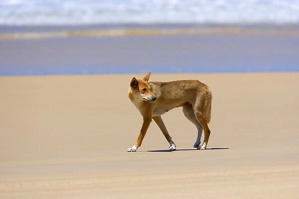 Dingo - female adult strolling along a beach on Fraser Island. The surf of the ocean is visible in the background - 75-Mile Beach, Fraser Island World Heritage Area, Great Sandy National Park, Queensland, Australia