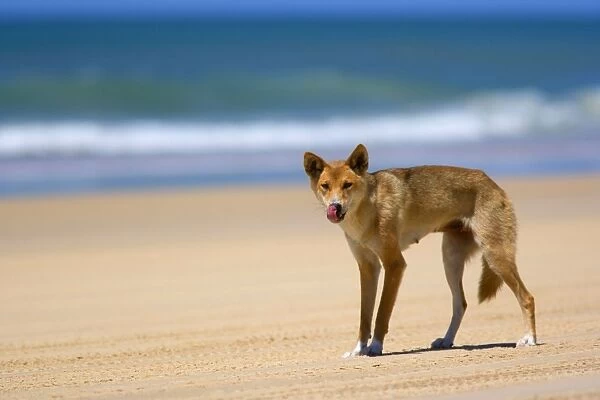 Dingo - female adult strolling along a beach on Fraser Island looking for food. The surf and the ocean are visible in the background - 75-Mile Beach, Fraser Island World Heritage Area, Great Sandy National Park, Queensland, Australia