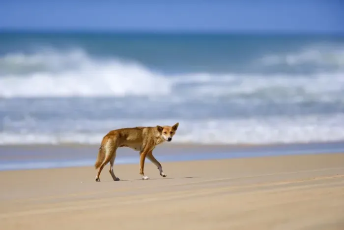 Framed Print : Dingo - female adult strolling along a beach on Fraser Island. The surf and the ocean are visible in the background - 75-Mile Beach, Fraser Island World Heritage Area, Great Sandy National Park, Queensland, Australia Framed Print : Dingo - female adult strolling along a beach on Fraser Island. The surf and the ocean are visible in the background - 75-Mile Beach, Fraser Island World Heritage Area, Great Sandy National Park, Queensland, Australia
