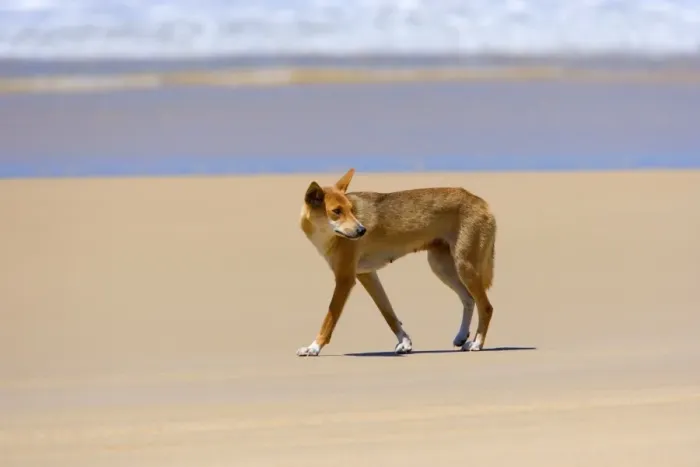 Framed Print : Dingo - female adult strolling along a beach on Fraser Island. The surf of the ocean is visible in the background - 75-Mile Beach, Fraser Island World Heritage Area, Great Sandy National Park, Queensland, Australia Framed Print : Dingo - female adult strolling along a beach on Fraser Island. The surf of the ocean is visible in the background - 75-Mile Beach, Fraser Island World Heritage Area, Great Sandy National Park, Queensland, Australia