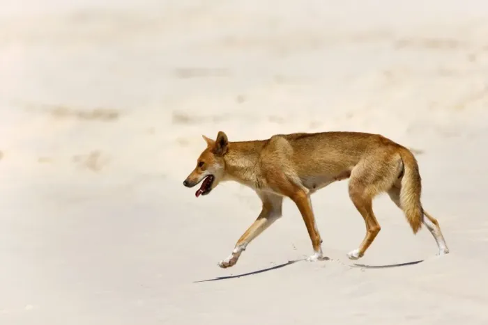 Framed Print : Dingo - female adult strolling along a sandy beach - Fraser Island World Heritage Area, Great Sandy National Park, Queensland, Australia Framed Print : Dingo - female adult strolling along a sandy beach - Fraser Island World Heritage Area, Great Sandy National Park, Queensland, Australia