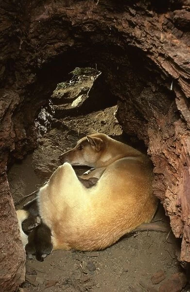 Dingo - Female & pups in den - Southern New South Wales - Australia - Australia JPF17584
