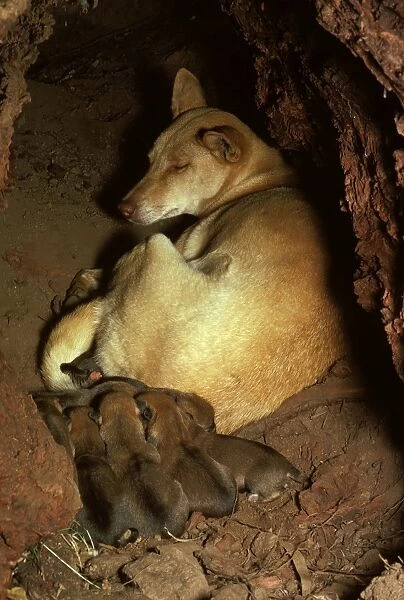 Dingo - female & pups in den, Southern New South Wales, Australia, Australia JPF17568