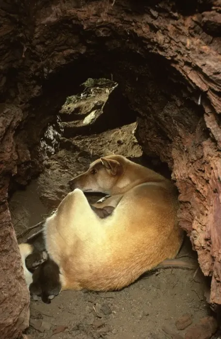 Framed Print : Dingo - Female & pups in den - Southern New South Wales - Australia - Australia JPF17584