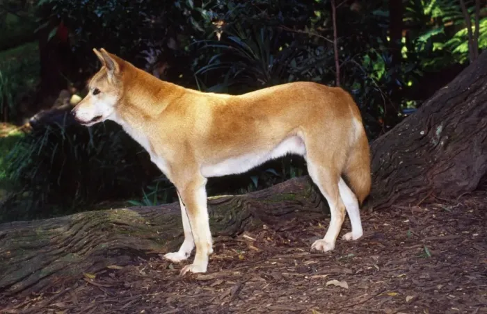 Framed Print : Dingo - in forest clearing Australia Family: Canidae Framed Print : Dingo - in forest clearing Australia Family: Canidae